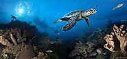 Try Scuba Diving in the Cayman Islands - Ocean Frontiers