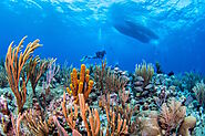 Best Cayman Islands Scuba Diving & Snorkeling Trips - Ocean Frontiers