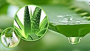 10 Natural beneficial use of Aloe Vera for Health and Beauty