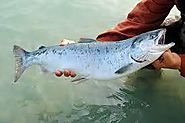 Key Points to get more Alaskan Salmon