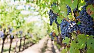 Pokolbin estate vineyard - Winery and gourmet food center