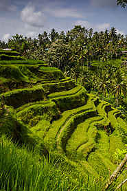 Tegallalang or Jatiluwih rice terraces