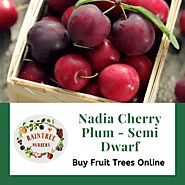 Buy Fruit Trees Online | Nadia Cherry Plum for sale