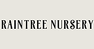 Buy Olive Trees Online | Arbequina & Maurino | Raintree Nursery