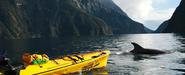 Sea Kayak | Kayak | Milford Sound guided tours | Kayaking | Rosco