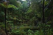 Ulva Island, New Zealand - Wikipedia, the free encyclopedia