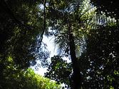 Otari-Wilton's Bush