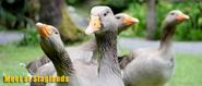 Staglands Wildlife Reserve-Family fun less than an hour from Wellington!