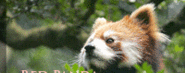 Red Panda Beads