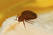 What To Do If Your Hotel Has Pest Infestation? How To Guarantee Guest-Satisfaction? | Hills Guide - Your Local Guide ...