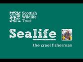 Fishing trips on a Creel Boat from Gairloch, Dry Island, Scotland 01445 741263.