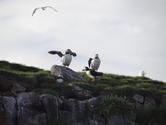 Laki Tours whale watching Trips in Snæfellsnes