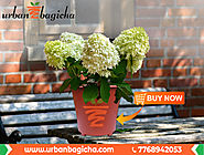 Buy Online Pots, Kundi In Pune India