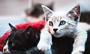 Questions To Ask While Choosing a Cat Breeder