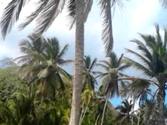 Isla Mamey, Colon, Panama.mp4