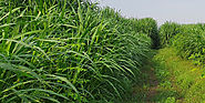 The Benefits Of Hybrid Napier Grass CO5 – Better Silage For Healthier Livestock!