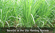 The Benefits Behind the Slip Planting Process