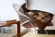 Dogs and Interior Design » Piper Hertneck