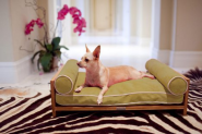 Sweet Suite of Furniture for Pampered Pets