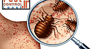 Bed bugs are big concept in pest and infestation start by them