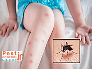 A machine and lotion comparison for avoiding mosquito bite
