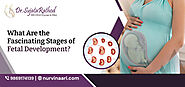 What Are The Fascinating Stages Of Fetal Development? Best Gynecologist & Obstetrician in Thane