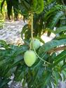 Green Mango Tree - Welcome