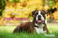 Top 10 Things to Know About Pet Cancer | Petplan Blog