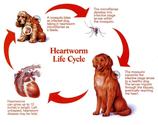 Deadly Heartworm Disease