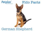 Fido Facts | German Shepherd