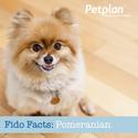 Fido Facts: The Pomeranian
