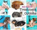 Pet Cancer & Options for Treatment