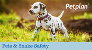 Pets & Snake Safety - Petplan Blog