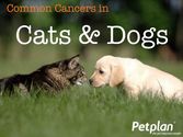 Common Cancers in Cats & Dogs - Petplan Blog