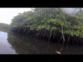 Mangroves of Isla San Jose