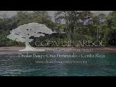Drake Bay Costa Rica Copa De Arbol Beach & Rainforest Resort