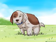 How to Potty Train a Dog - Home School Dog