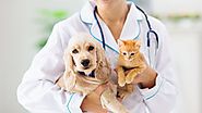 Pet Insurance, a Financial Relief for Pet Owners - What is actually Pet Insurance?