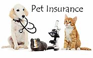 Pet Insurance Cost: Everything You Need to Know | Atbuz