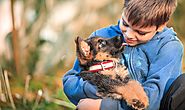 Things Than Medical Insurance Of Dogs Can Cover -