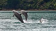 Best Destinations for Dolphin Spotting in India