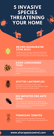 Top 5 Invasive Species Threatening Your Home