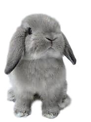 Rabbit Breeder, Show and Small Pet Supplies, Bunny Rabbit Supplies Online - All Things Bunnies