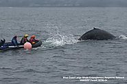 Rescuers free entangled humpback whale off Northern California