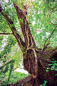 Is This Tree Rare, or Common? A Mystery Story - Bay Nature Magazine