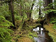 Newport News Times | How coastal rainforests can help the climate is topic of presentation