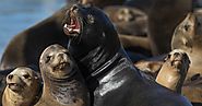 Sea lions are cash cows in the Bay Area. Farther south, fishermen say, 'Shoot 'em'