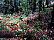 State funding could help preserve Santa Cruz County coastal old growth forests