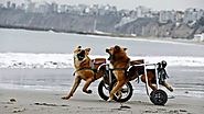 Dog Wheelchair Overview for Handicapped Dogs