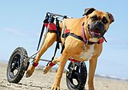 Wheelchairs For Dogs With Disabilities